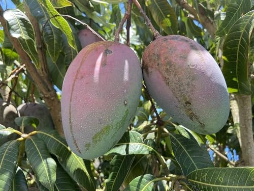 Image of Keitt Mango Hybrid 1 Live Plant (Grafted Plant, 2-3 Feet Height) Healthy For Home Garden PB 57