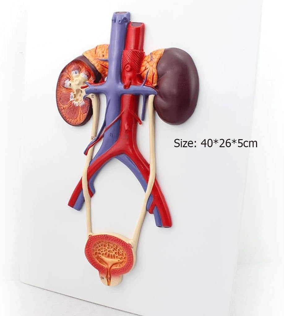 Human Urinary System Anatomy Model, Ureteral Bladder Urethra Kidney Teaching Model with Digital Indicator, Medical Reproductive Anatomy Educational Display Tool