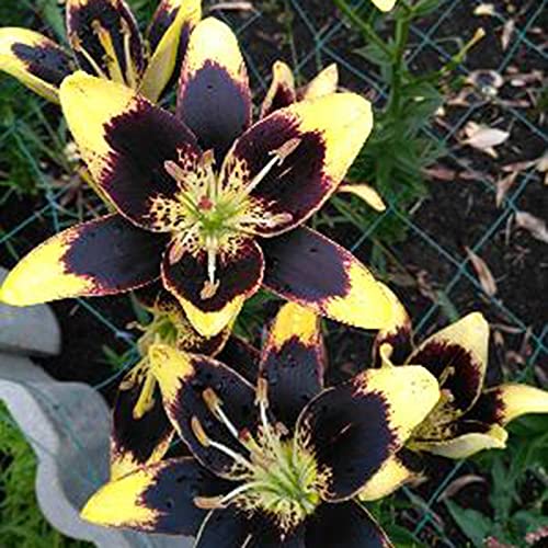 Lelie zaden, 100 Stks/zak Lelie Bollen Non-GMO Sierplanten Gemengde Kleur Bloemblaadje Office Desktop Bloemzaden voor… - Afbeelding 3