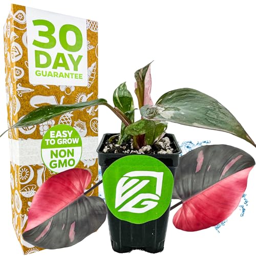 Pink Princess Philodendron - Philodendron erubescens - Wellspring Gardens - Rare Starter Plants - Heart-Shaped Pink for Indoor/Outdoor Planting