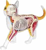 Anatomy of the Cat ほか猫解剖学関連書籍　４点セット Amazon.co.jp: 猫の解剖学モデル、ペットの臓器内臓筋神経猫の