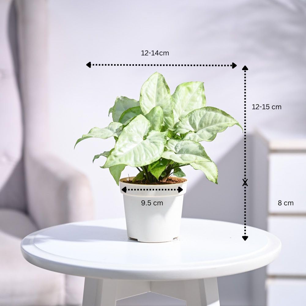 UGAOO Syngonium White Butterfly Plant - Live Indoor -4