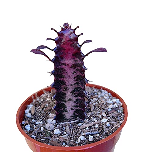 Live Cactus Plants 4' Euphorbia Trigona Rubra African Milk Tree