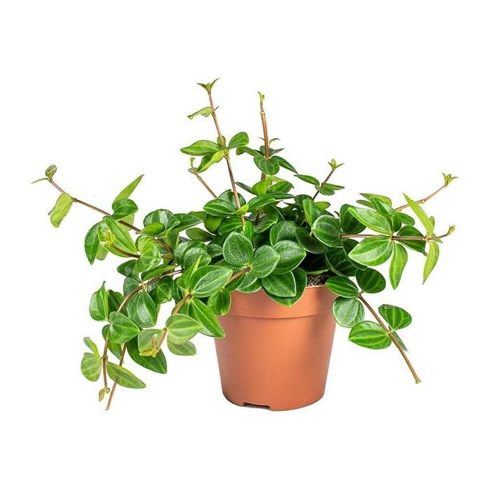 OhhSome Angulata Peperomia - Raydiance Variety Indoor Plant Collection For Air-Purifying Benefits(1 Plant) (B0C7VVP5G3) Amazon Price History, Amazon Price Tracker