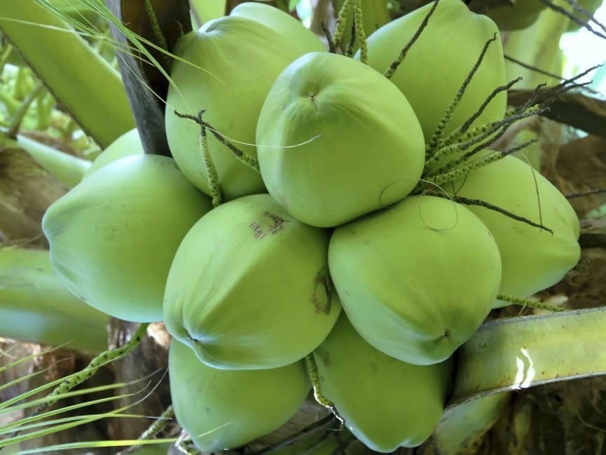Sumit Greenery Coconut Live Plant For All Season Outdoor Planting Pack Of 1 (B0DD47YJVR) Amazon Price History, Amazon Price Tracker
