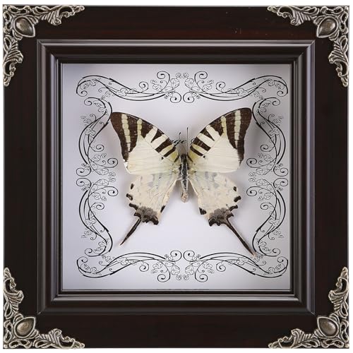Real Framed Butterfly Specimen, Handmade Butterfly Taxidermy Shadow Box, Goth Gifts for Women, Dark Academia & Witchy Decor, (Tiger Green Swallowtail Butterfly) by WTUAWB - Used condition - US$24.69