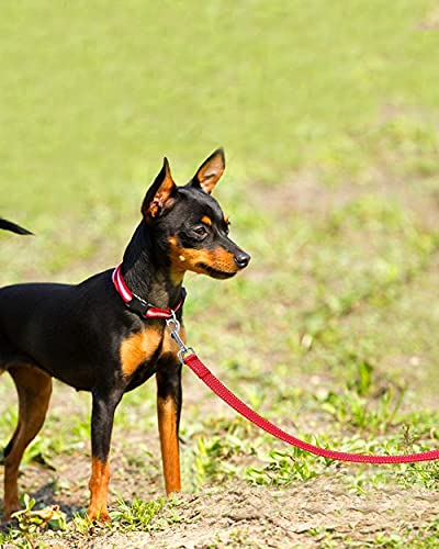 Joytale Reflective Neoprene Padded Dog Collar and Leash Set #TOP19