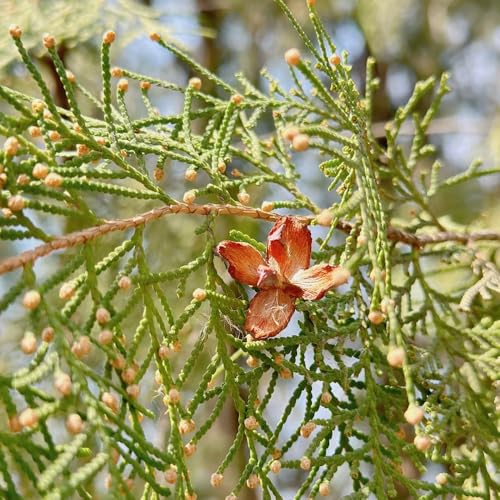 Semillas resistentes de plantas de ciprés semillas de ciprés plantas en macetas semillas de plantas plantas de balcón robustas resistentes plantas perennes resistentes árbol bonsái de 120pcs