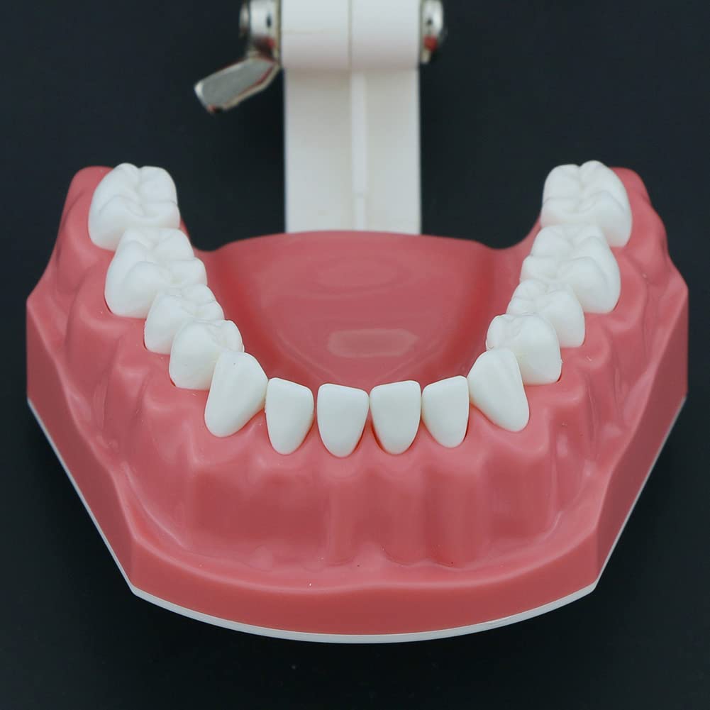 Dentysta, Model Dentystyczny, Model Dentystyczny, Demonstracyjny Model Zęba Do Nauki, 28 Zębów, Model Zębów Do Nauki, Demonstracyjny Model Zębów