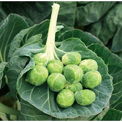 Gustus Brussels Sprouts Seeds (80 Seed Pack)