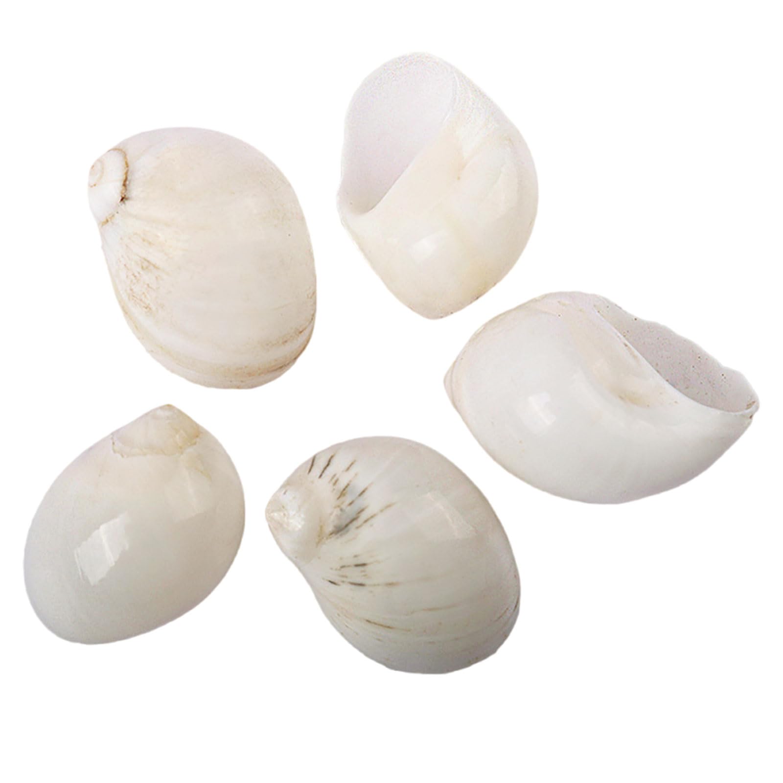 SDJJSAO Shell, Hermit Crab Replacement Special Shell Natural Conch for DIY Fish Tank Aquarium Decoration(Wit,Small)