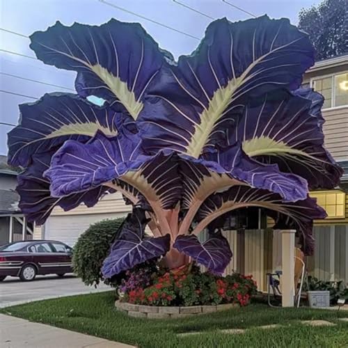 Colorido y perfecto regalo, tamaño grande, multicolor, gran formato, resistente al invierno, oreja de elefante perfecta, -3 cebollas-e