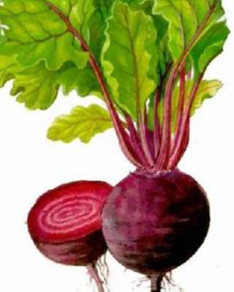 Willvine Beetroot Red Ball-VK-4X-image-2