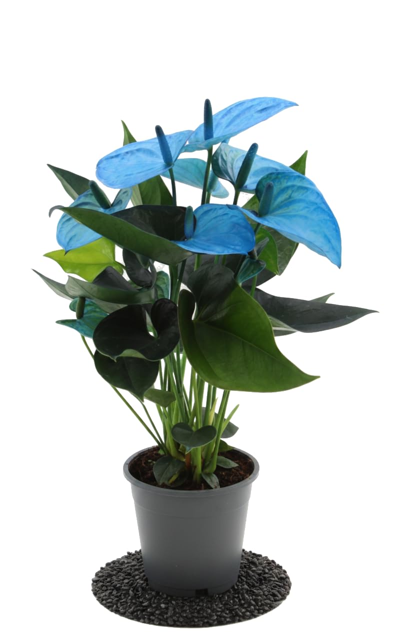 Anthurium Andraeanum Azul | DECOALIVE | Anthurium Flor Azul Maceta 12 cm Altura 40-45 cm Planta de Interior con Aire Exótico y Decorativo para Regalo Decorativo