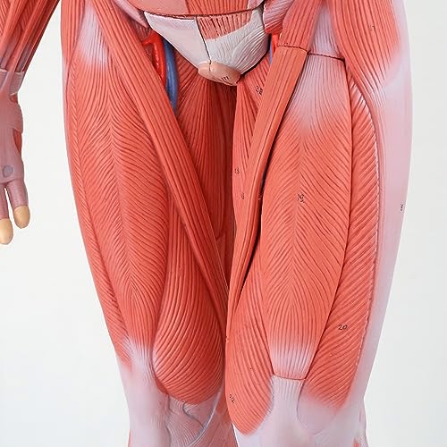 Image of 3B Scientific B55 Complete Dual Muscle Figure w /internal organs 1 /2 life-siz - 3B Smart Anatomy