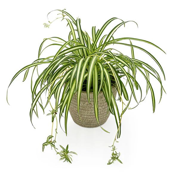 Best Artificial Hanging Plants for Your Home 76 Live Spider Plant, Natural Air Purifying Indoor Outdoor Decorativ...