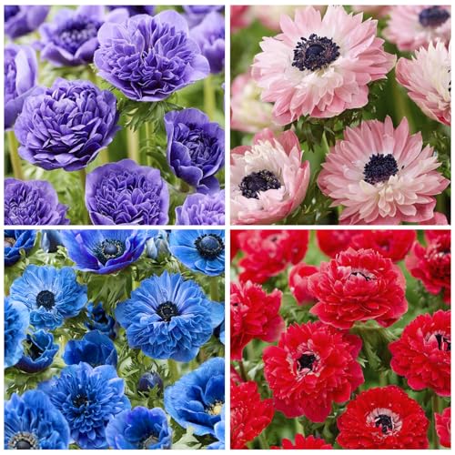 100+ Perennial Anemone Flower Seeds for Planting- Non-GMO Jerusalem Anemone