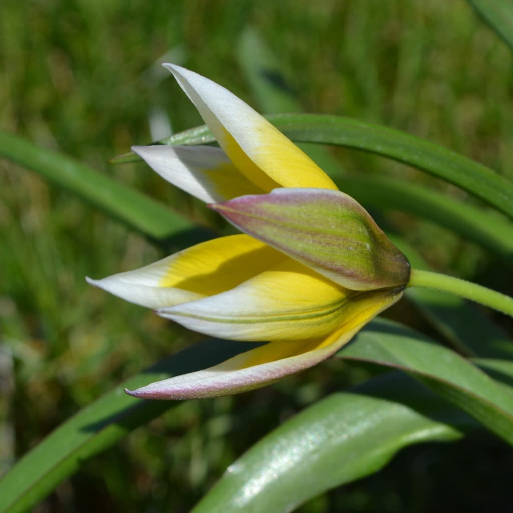 Steingarten-Tulpen mindestens 3 Sorten (250 Zwiebeln)