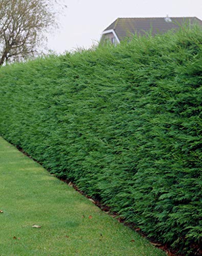 20 Green Leylandii Hedging Evergreen Conifer Plants Fast Growing Shrubs 40-60cm Potted Sunnyside Nurseries