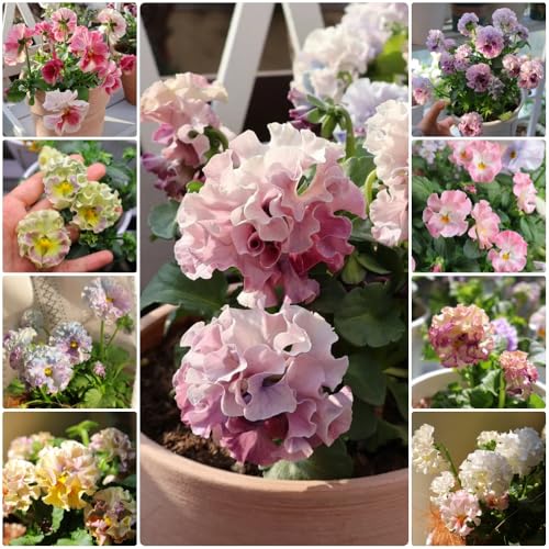 Semillas de violeta cornuda resistentes, Decoración de jardín para exteriores Viola cornuta, comprar plantas de violeta de cuerno plantas raras plantas perennes plantas perennes 350pcs