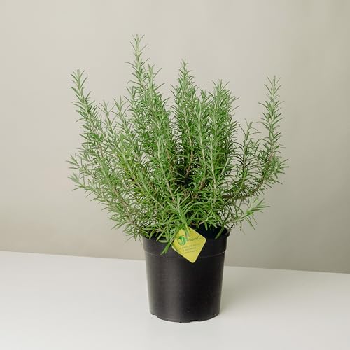 Plantì ROSMARINUS OFFICINALIS pianta vera di rosmarino. Piante in vaso, da interno e da esterno in giardino. Piante aromatiche da cucina, rosmarino in piantina in vaso da diametro 19 cm