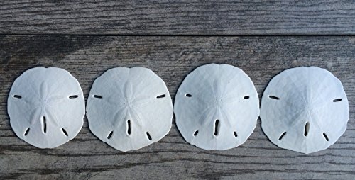 Real Sand Dollars 3