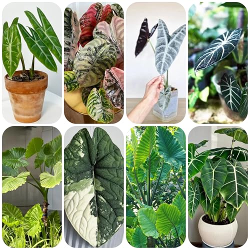 semillas de alocasia plantas verdes También para lugares más oscuros, jardín invernadero plantas para exterior fácil cultivo, sombra resistentes 250pcs
