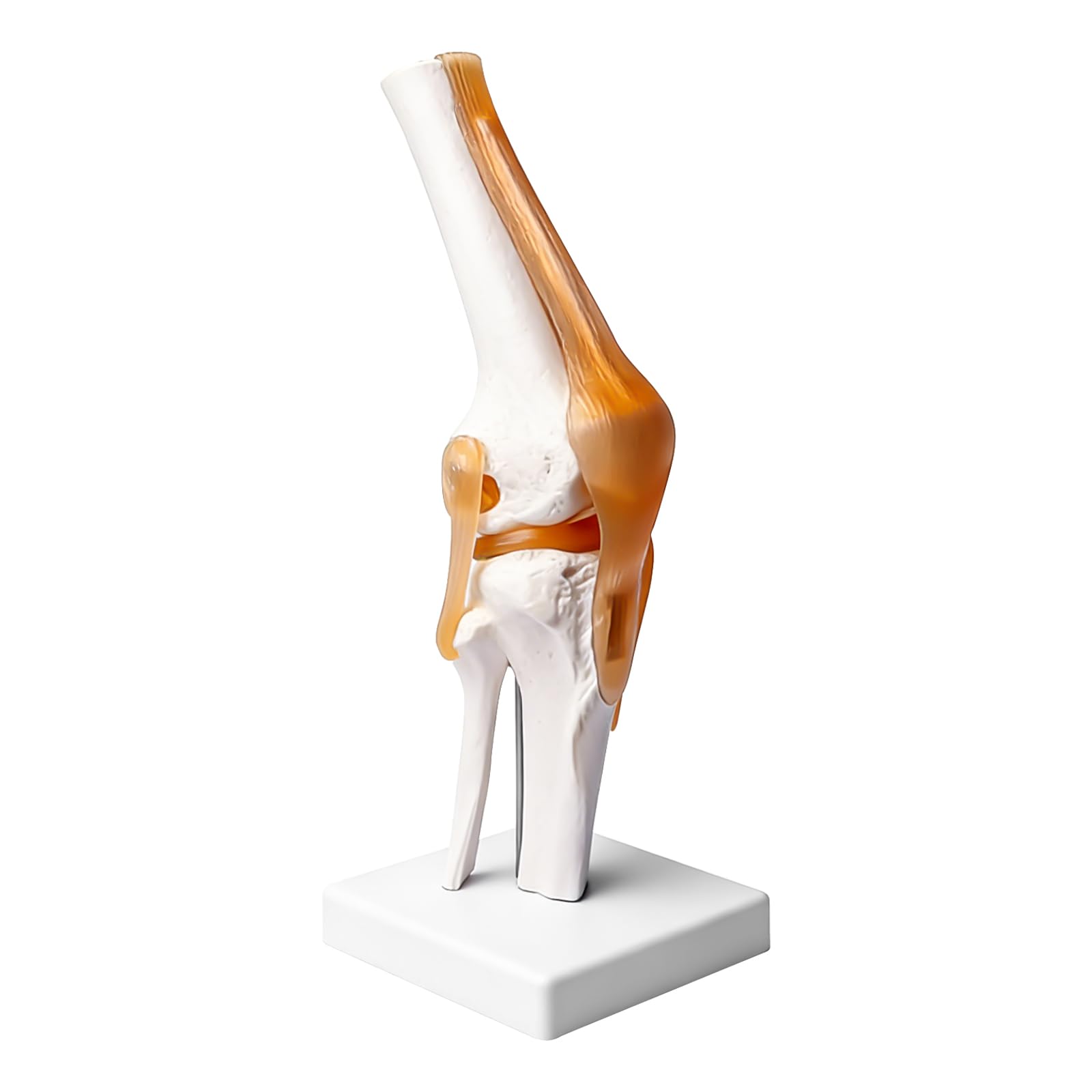 Modèle d'articulation du genou humain, squelette de 30,5 cm de hauteur, modèle fonctionnel humain, avec ligament, taille réelle pour l'enseignement médical, outils d'apprentissage et