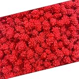 French Burnt Peanuts Candy | 1 Pound Bag | Crunchy Coated Peanuts | Old Fashioned Treat for Snacking and Gifting | Red Candy with Roasted Peanut Center