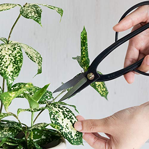 Wazakura Ashinaga Bonsai Scissors, Made In Japan 8Inch(200Mm), Japanese Bonsai Garden Tools, Hasami Pruning Shears - Ashinaga Long Handle Black #TOP7