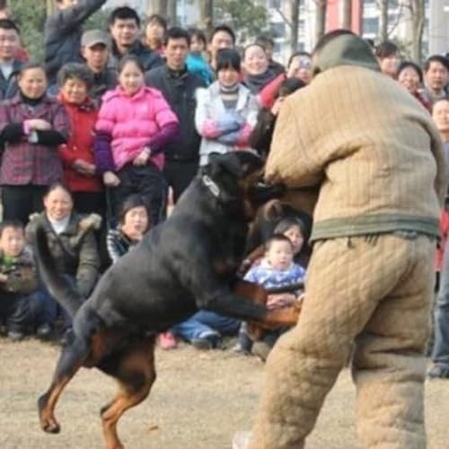 UE-MAOLU Combinaison Anti-Morsure Détail Tissu Résistant
