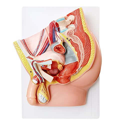 Image of HADWYN Male Pelvis Reproductive Anatomy Model,Life Size 5-Parts Pelvis Model on Baseboard, Muscular,Urinary,Reproductive System,Anatomy Medical Model for Science Education with Detailed Product Manual