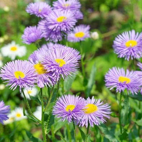 margarita española semillas de perennes de primavera semillas silvestres perennes resistentes oficina cortadas extremadamente resistentes 100pcs