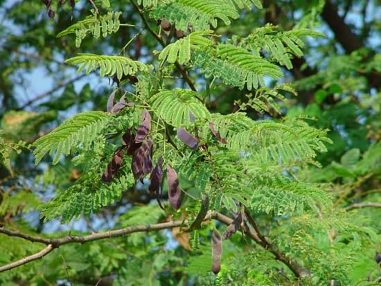 KHAIRA black cutch tree cacia catechu plant in poly bag-image-32