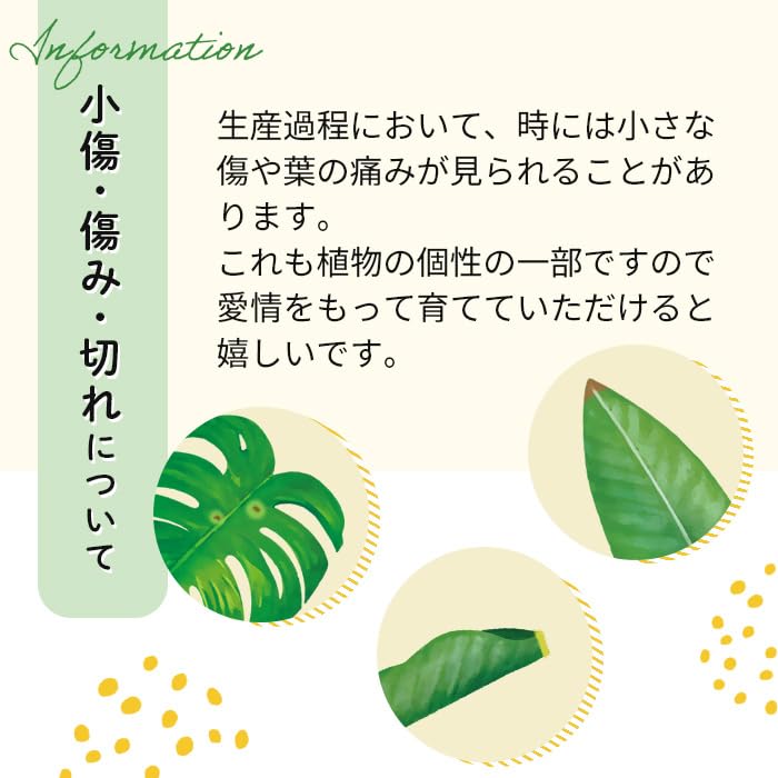 Amazon｜観葉植物 アレカヤシ 6号鉢 スーパーアレカ ヤシ 室内 贈り物