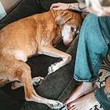HUNTER Orthopädisches/Ergonomisches Hundebett MELUN, ergonomisches Hundebett mit Memoryschaum, druckentlastend und gelenkschonend, abnehmbarem Bezug, Farbe: anthrazit, Größe: M