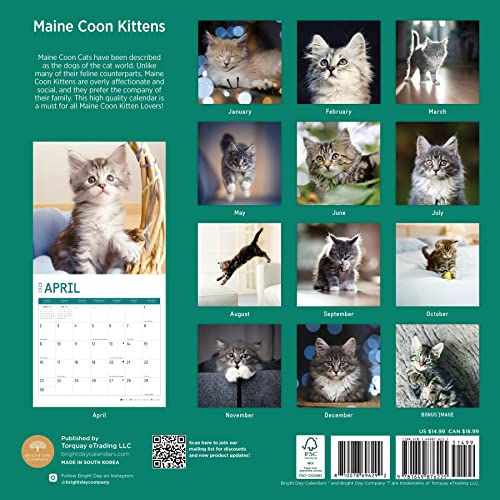2023 Maine Coon Kittens Wall Calendar By Bright Day, 12X12 Inch, Cute Adorable Pet Cat Photography #TOP1