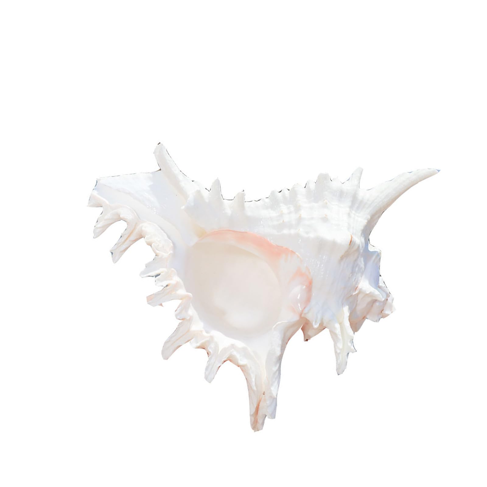 RAFGALDEX Natural Conch Shell Decors Beach Theme Party Home Decorations Large Conch Seashells for Fish Tanks Wedding Decors Gift Natural Shell