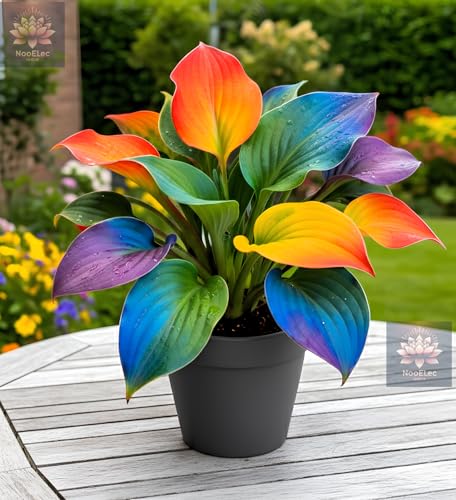 Image of Hosta Seeds For Planting (200 SEEDS) Low Maintenance - Grow Indoor /Outdoor Both - Grow Year Round (HYBRID RAINBOW)