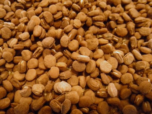 1000 American Ginseng Seeds Grow Your Own Wild Roots #TOP4