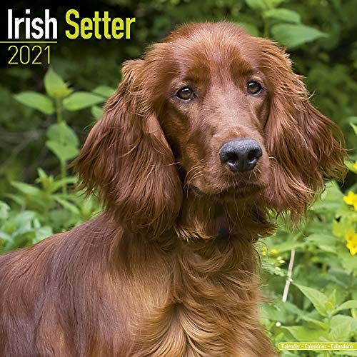 83936 irish setter