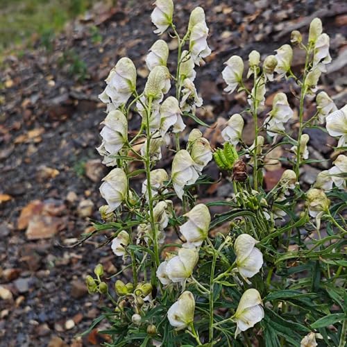 Semillas de acónito - variedades antiguas de semillas Aconitum napellus - semillas exóticas semillas de bonsái semillas de pradera de mariposas Decoración de jardín para exteriores 50pcs