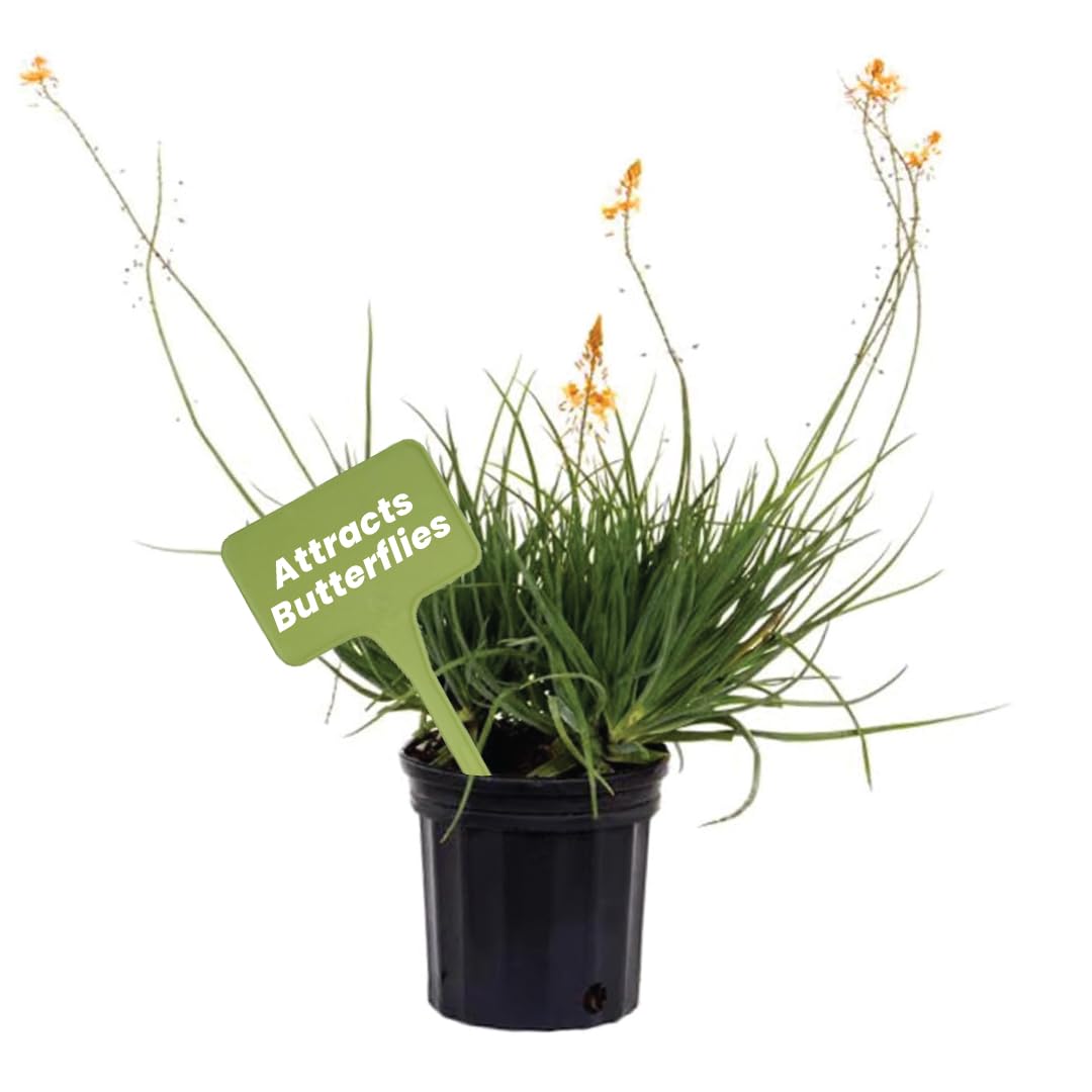 American Plant Exchange Bulbine Yellow