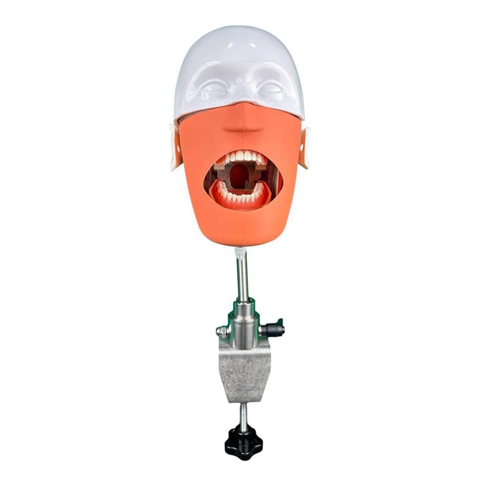 Simulatore di testa di manichino dentale Modello di testa di manichino dentale con supporto da banco per dentisti e assistenti dentali Dimostrazione pratica A