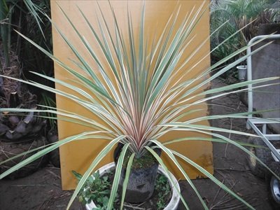 Amazon | コルジリネ 苗木 トーベイダズラー コルディリネ リゾート