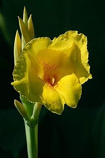 Bulbi di,Adatto per l'allevamento domestico,fAiuola Fiore Fiore in Fiore pianta perenne-1,2bulbis