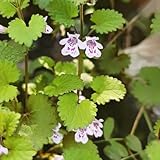 Gundermann samen - wildblumensamen mehrjährig winterhart blumendeko blumen samen winterharte pflanzen für balkon - Seltene pflanzen serie - heilkräuter samen gundermann pflanze stauden 400pcs