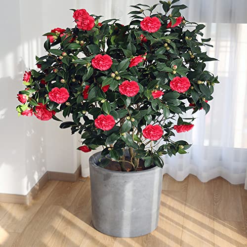 Red Camellia Flowers Seedlings Camellia Live Plant Bare Root Seedling Sapling For Spring Planting Perennial Plant Root,Home Garden Yard Decor （One Plant, No Pot, Length：10In.） #TOP4