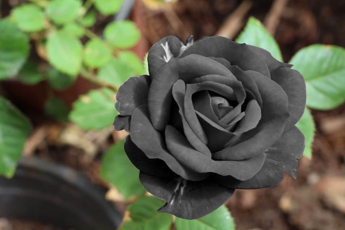 AVIKGARDEN Black Rose Grafted Live Plant, Rosa Plant, Golap, Rubiginosa, Desi Rose Flower Live Plant (Without Pot) Pack 1