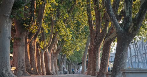 L'ombra degli alberi che non c'&egrave;. Le citt&agrave; da ripensare - di Roberta Pellegatta